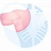 Костно-мышечная система